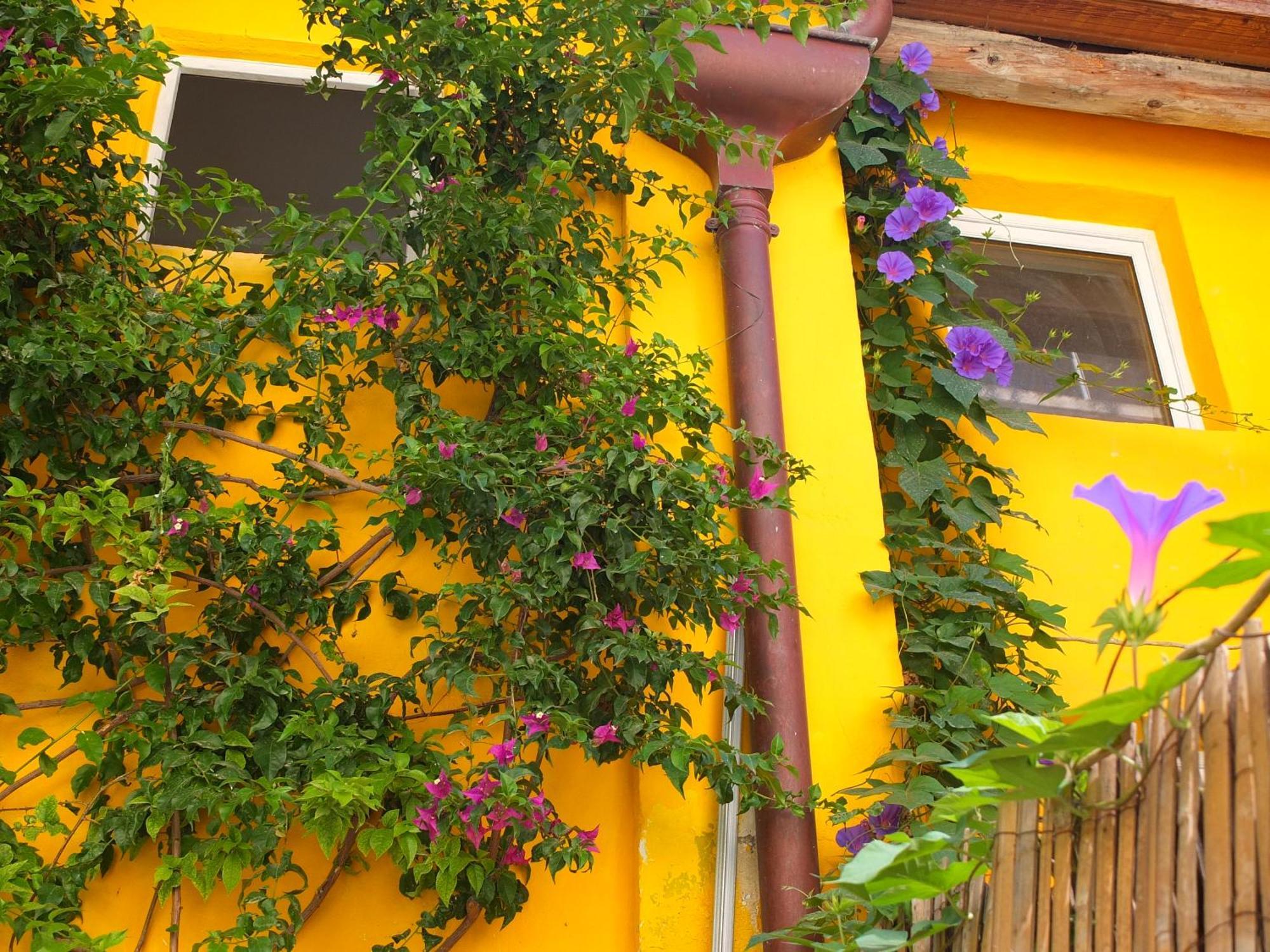 La Maison Jaune * Sète